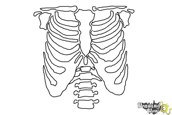How to draw a rib cage
