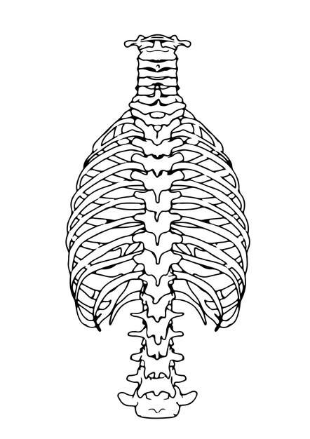 Page ribcage drawing images