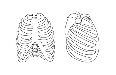 Rib cage outline vector images