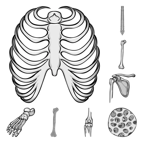 Rib cage stock photos royalty free rib cage images