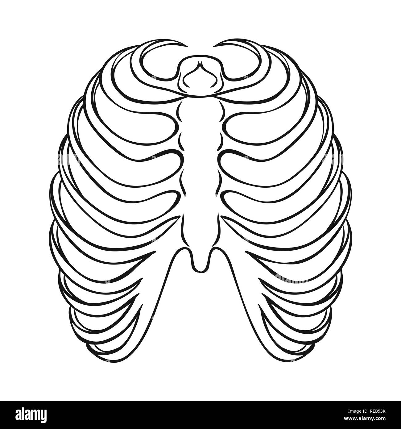 Rib cage illustration black and white stock photos images