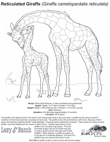 Coloring pages
