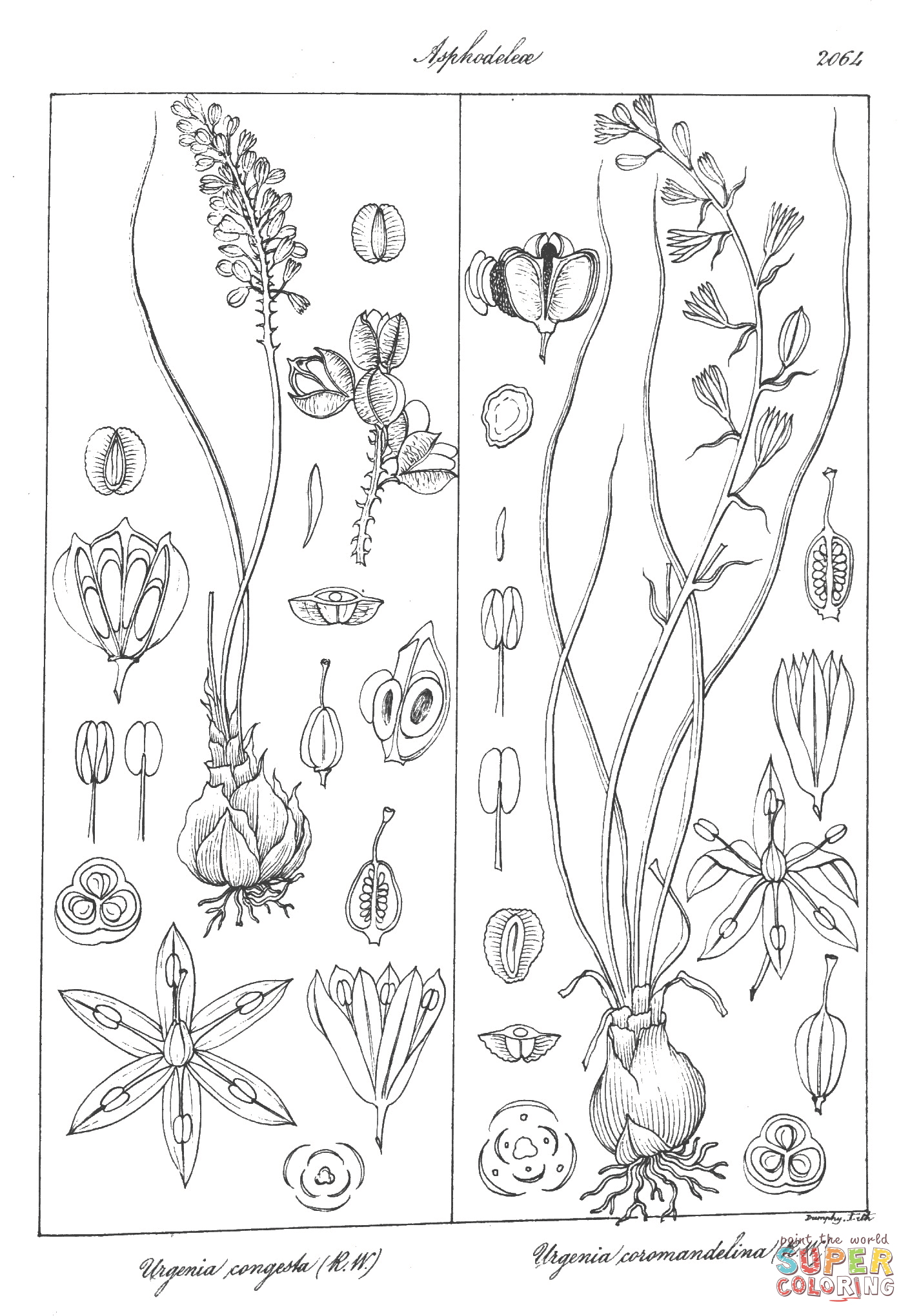 Urginea congesta and urginea coromandeliana coloring page free printable coloring pages