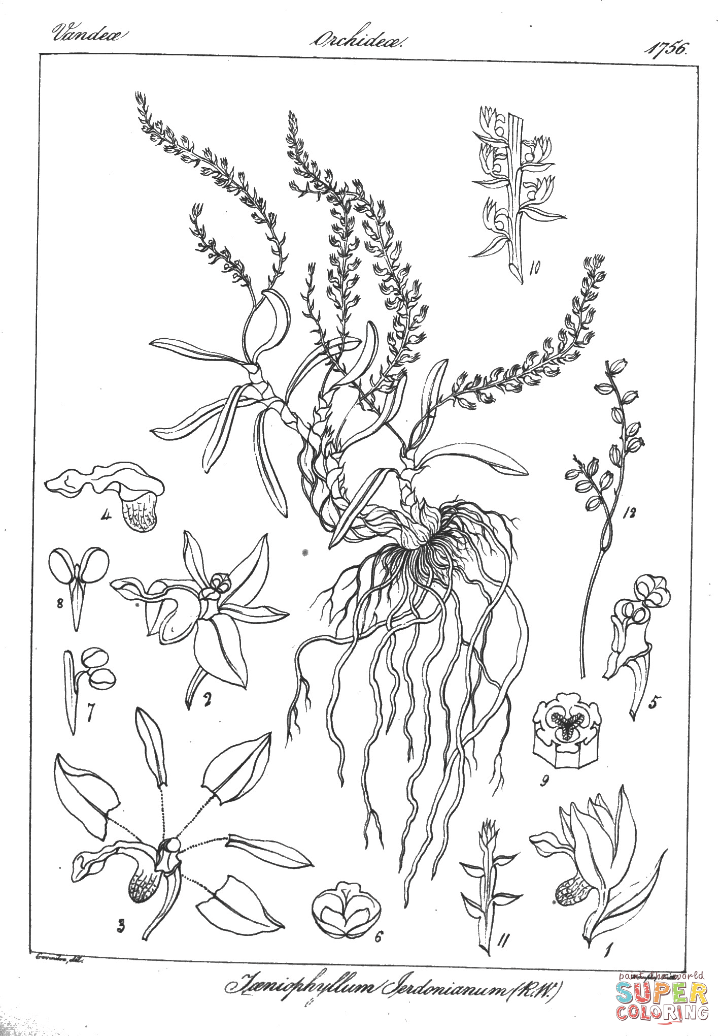 Taeniophyllum jerdonianum coloring page free printable coloring pages