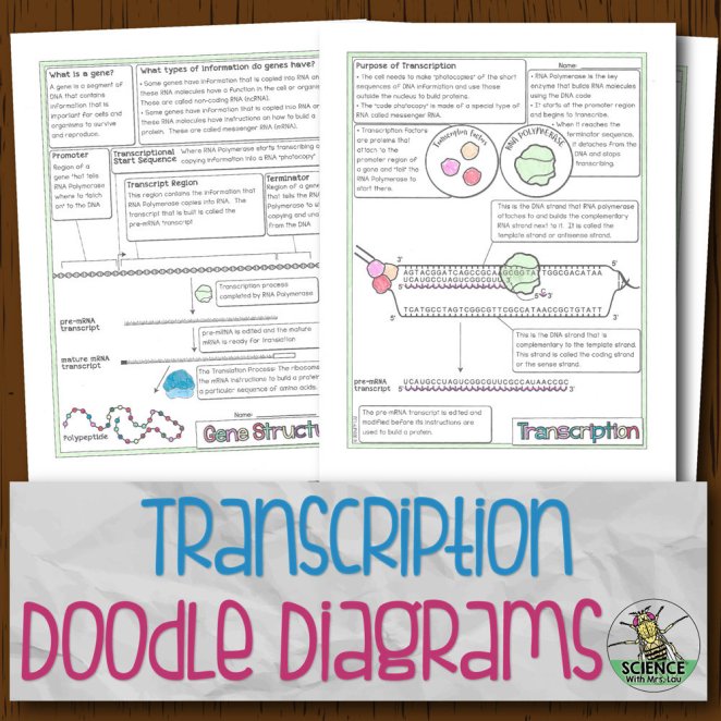 Transcription and mrna processing doodle diagrams store
