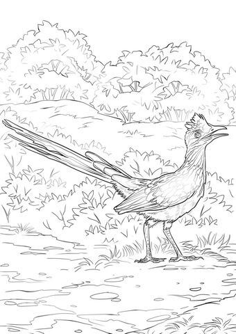Lesser roadrunner coloring page free printable coloring pages