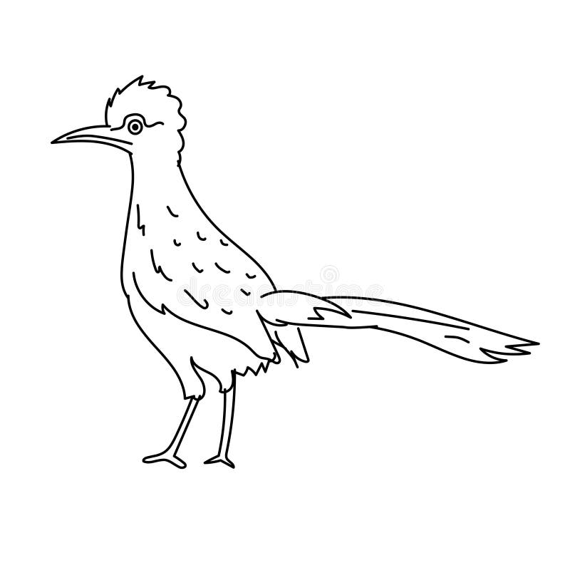 Roadrunner bird illustration vectorline art bird stock vector