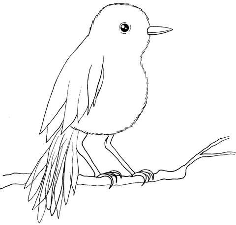 Robins coloring pages free coloring pages
