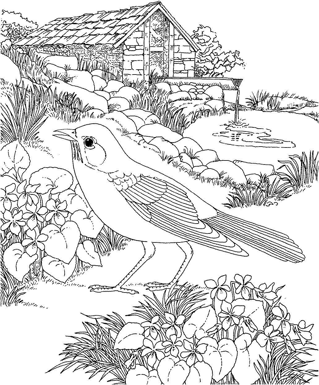 Robin coloring pages