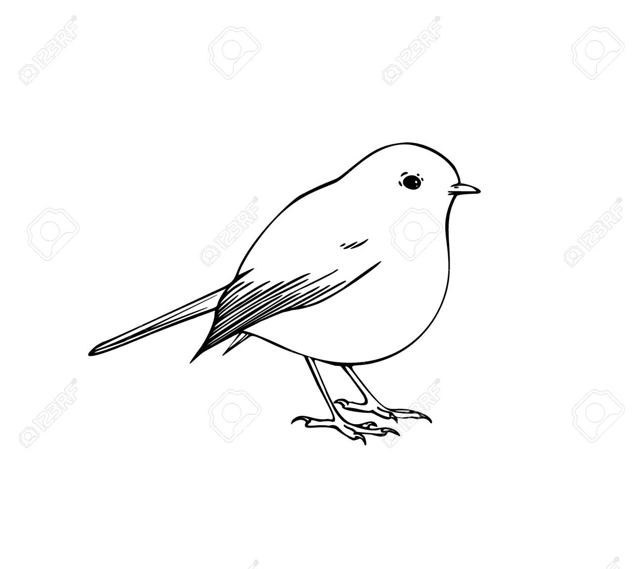 Hand drawn vector ink illustration of robin bird coloring page royalty free svg cliparts vectors and stock illustration image