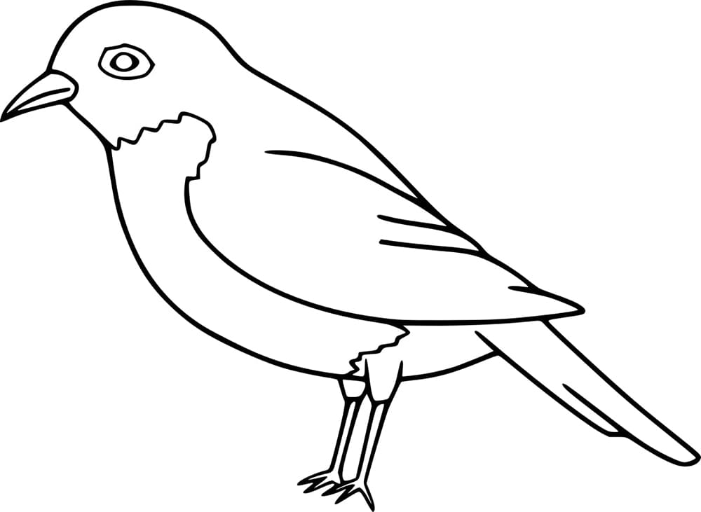 Printable robin bird coloring page