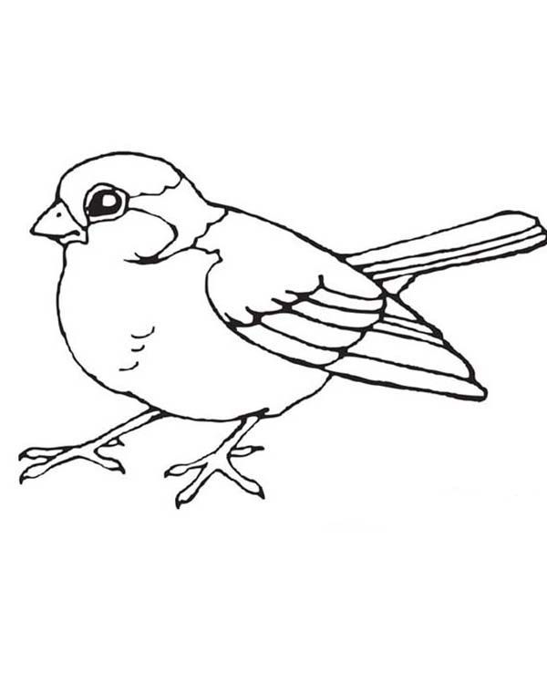 Birds little bird coloring page littlebirds bird coloring pages bird outline bird sketch