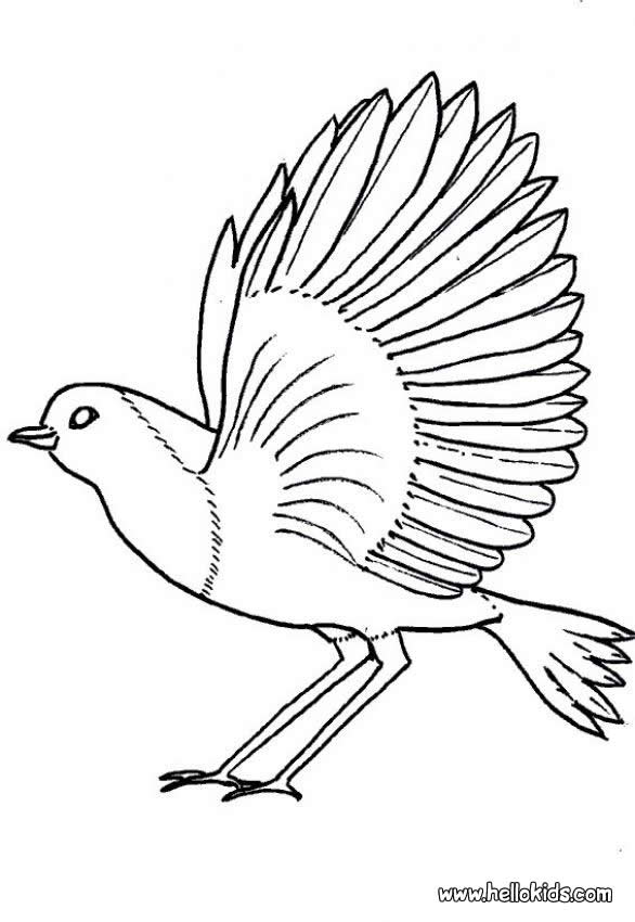 Robin coloring pages