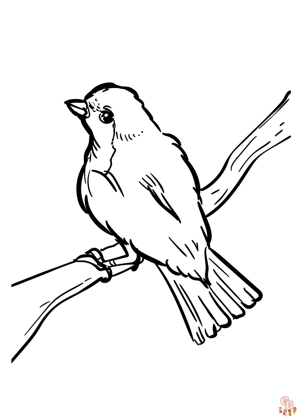 Get creative with robin coloring pages