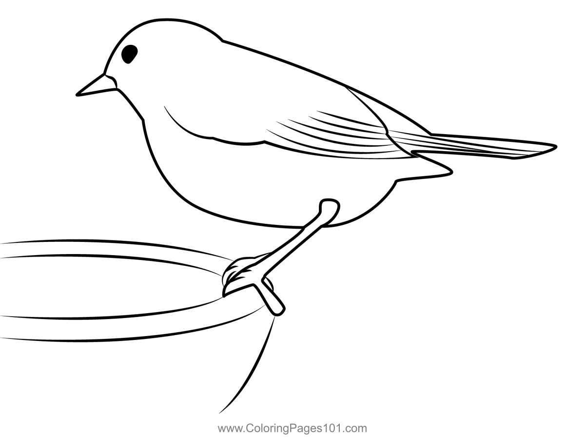 Robin bird coloring page for kids