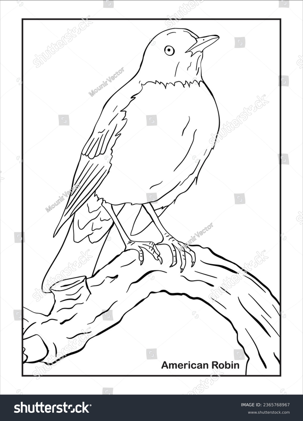 American robin bird coloring page stock vector royalty free