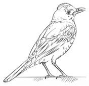 Robins coloring pages free coloring pages