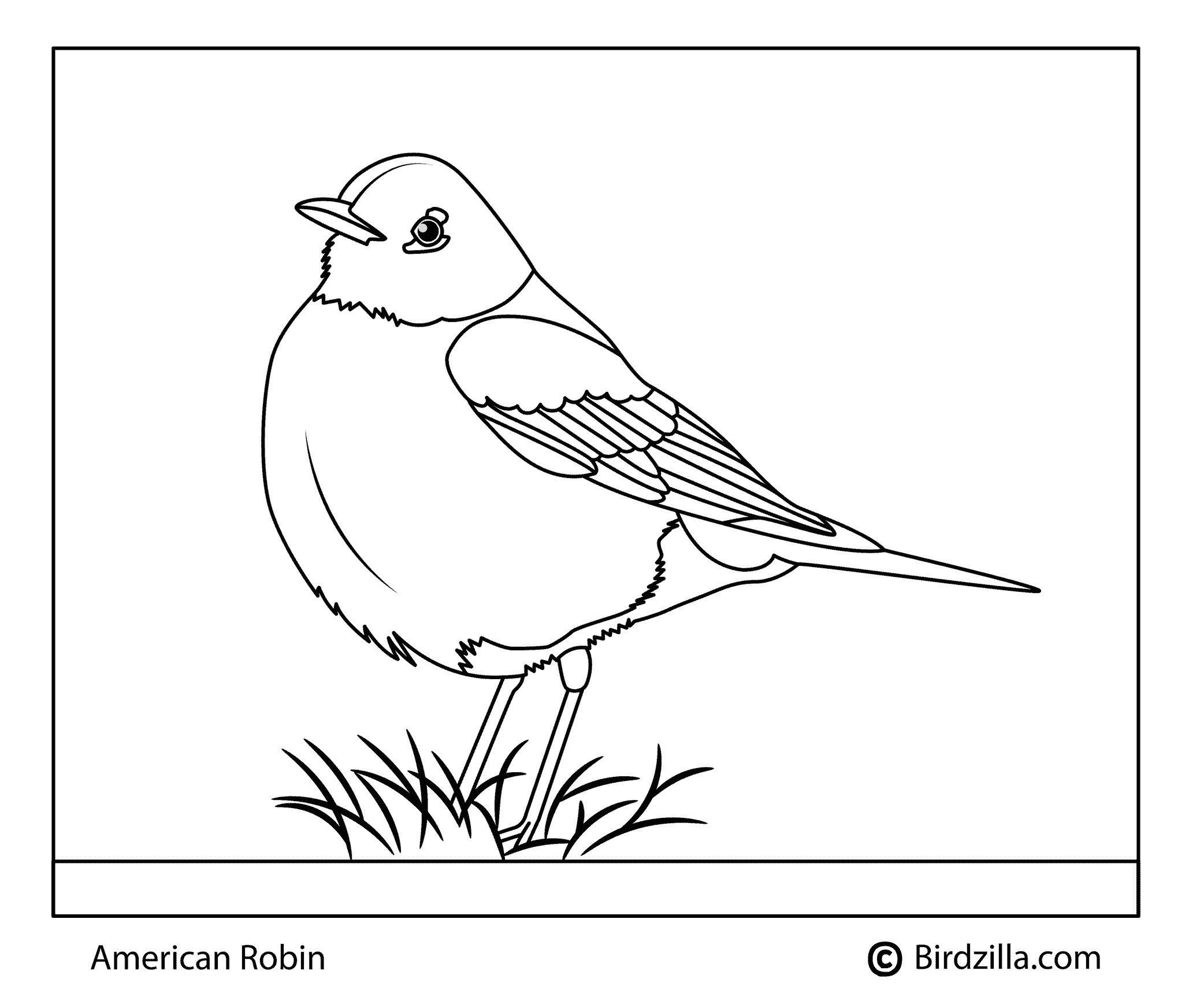 Bird coloring pages