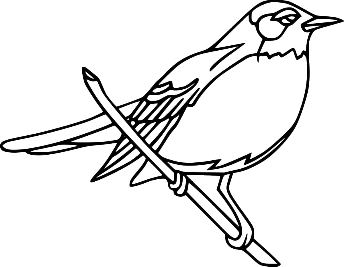 Free robin bird coloring page