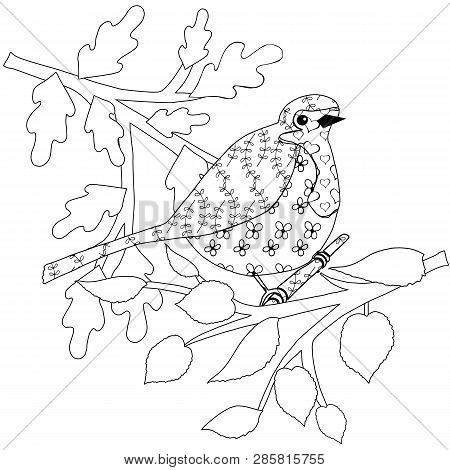 Doodle robin bird vector photo free trial bigstock