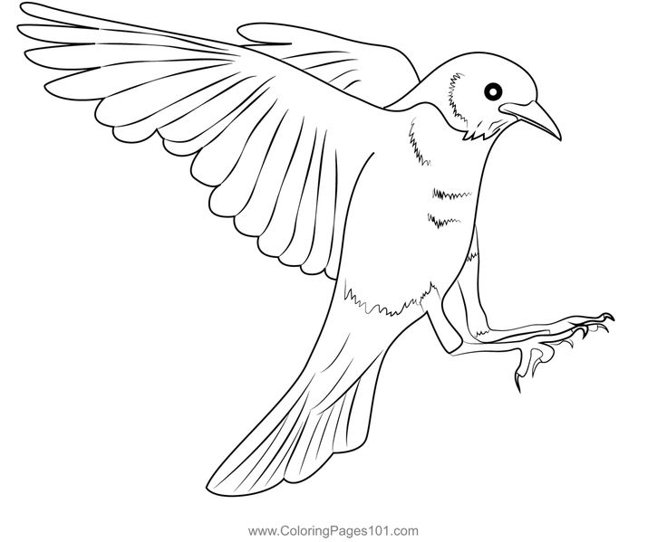 Robin in flight coloring page coloring pages color printable coloring