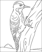 Bird robin coloring page to print
