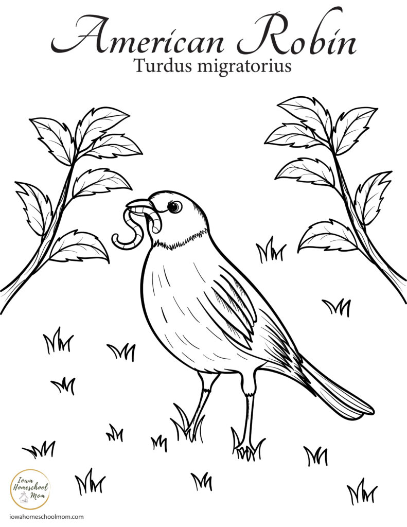 North american songbird coloring pages free printables