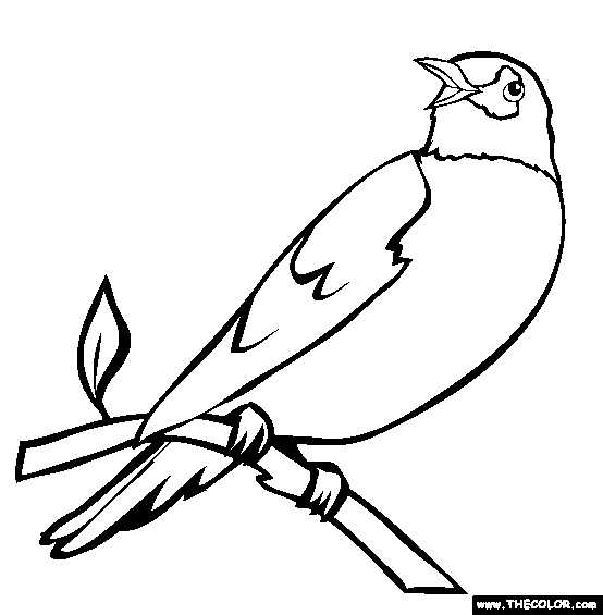 Perched robin coloring page free perched robin online coloring