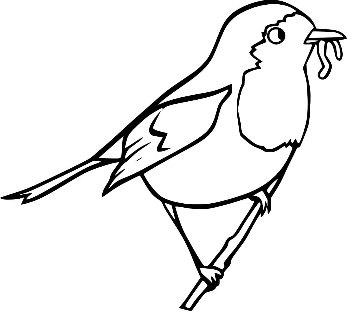 Free printable robin bird coloring page