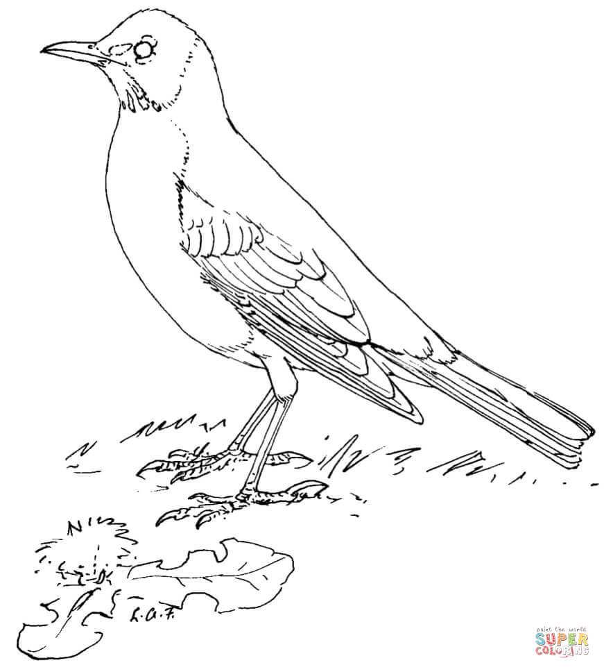 American robin coloring page free printable coloring pages