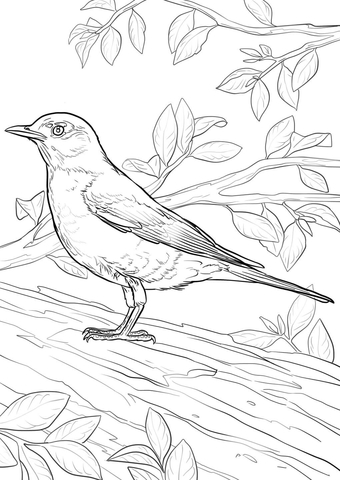 American robin coloring page free printable coloring pages
