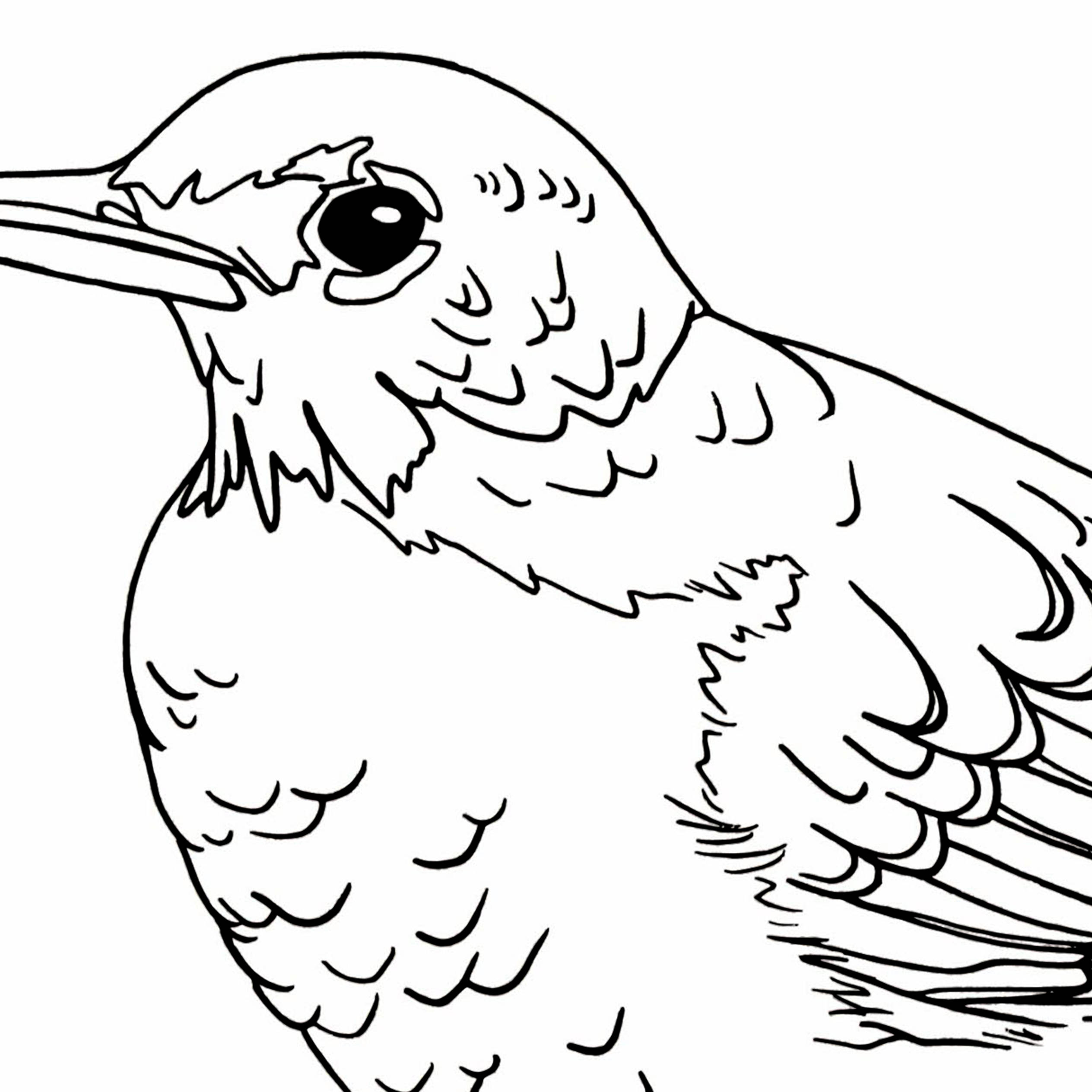 Robin coloring page