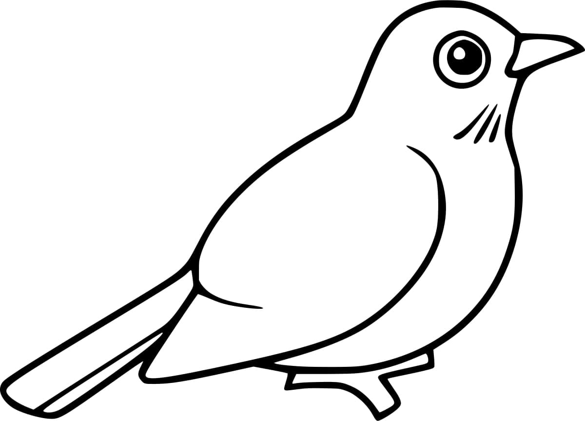 Cute robin bird coloring page