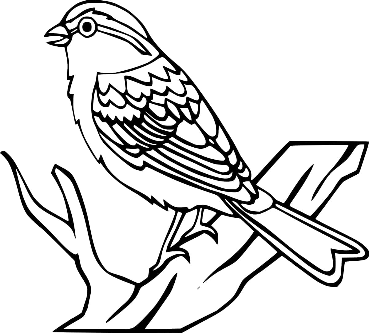 Regular robin bird coloring page