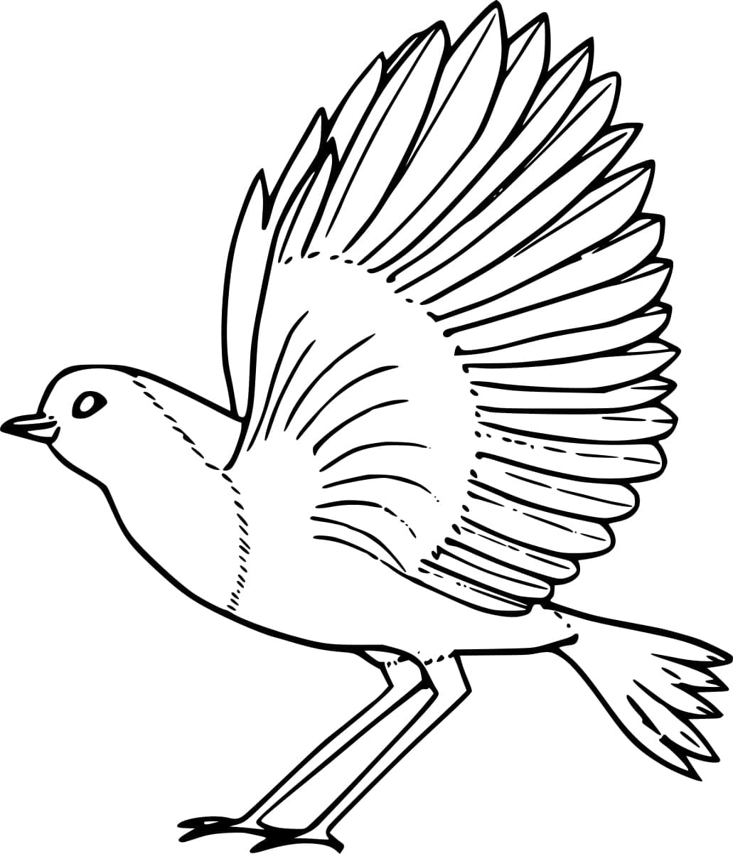 Beautiful robin bird coloring page