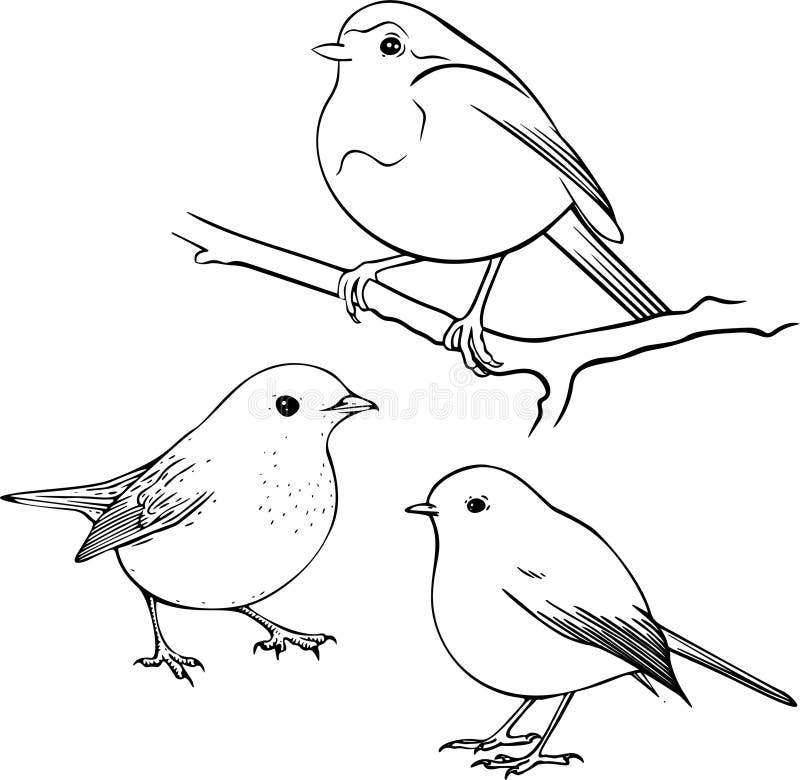 Robin line drawing black line stock illustrations â robin line drawing black line stock illustrations vectors clipart