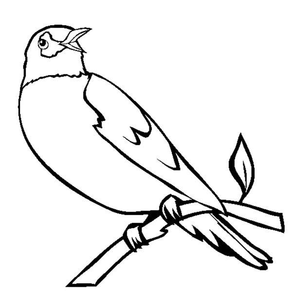 Robin bird singing in the morning coloring page bird coloring pages coloring pages robin bird