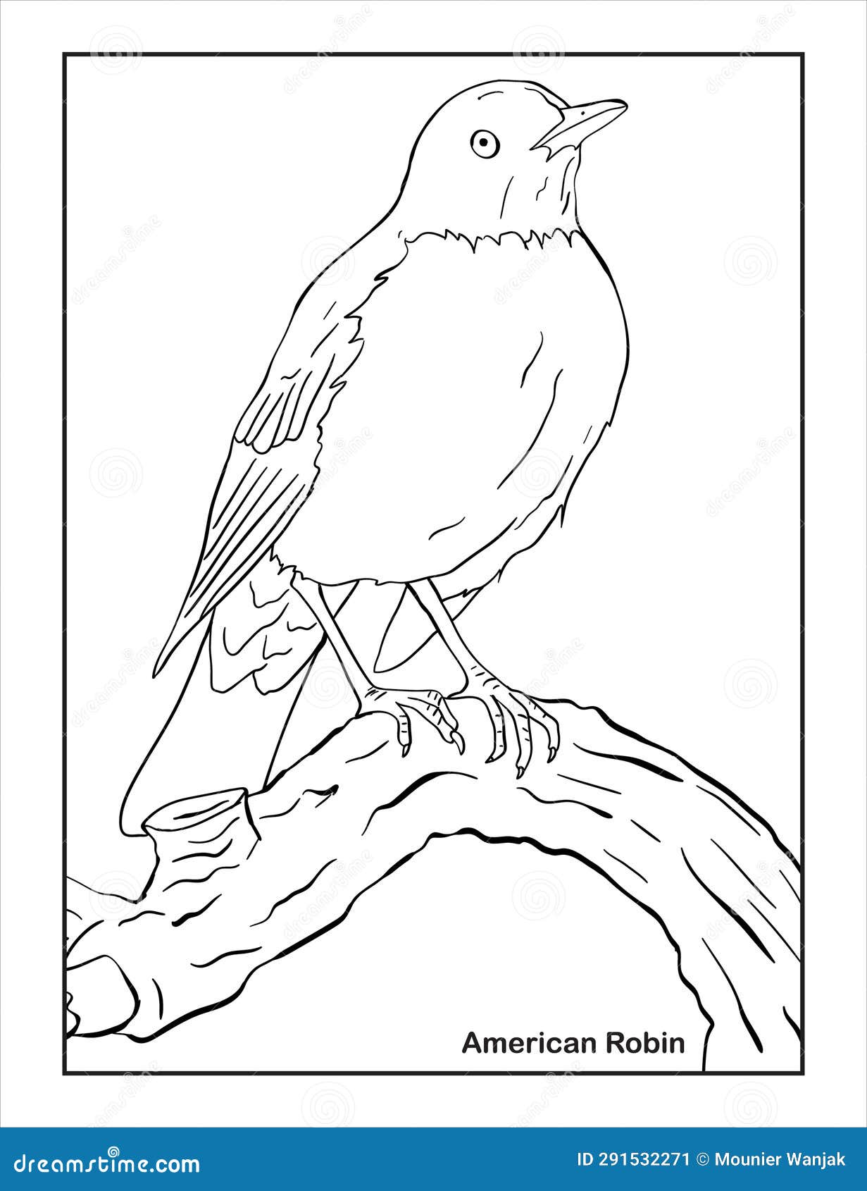 American robin sketch stock illustrations â american robin sketch stock illustrations vectors clipart