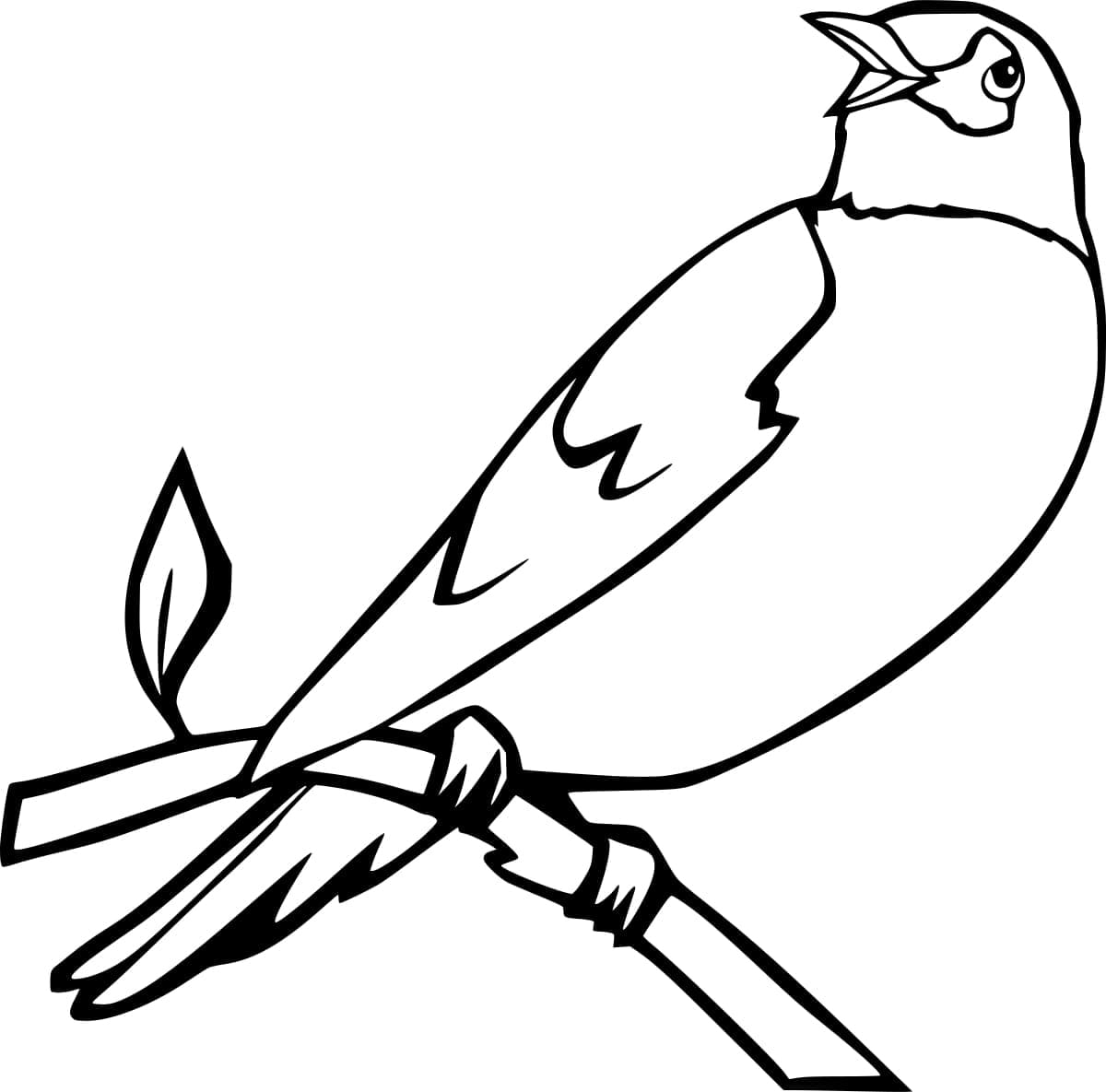 Robin bird image coloring page