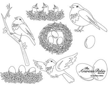 American robin bird clip art set by christine obrien creative tpt