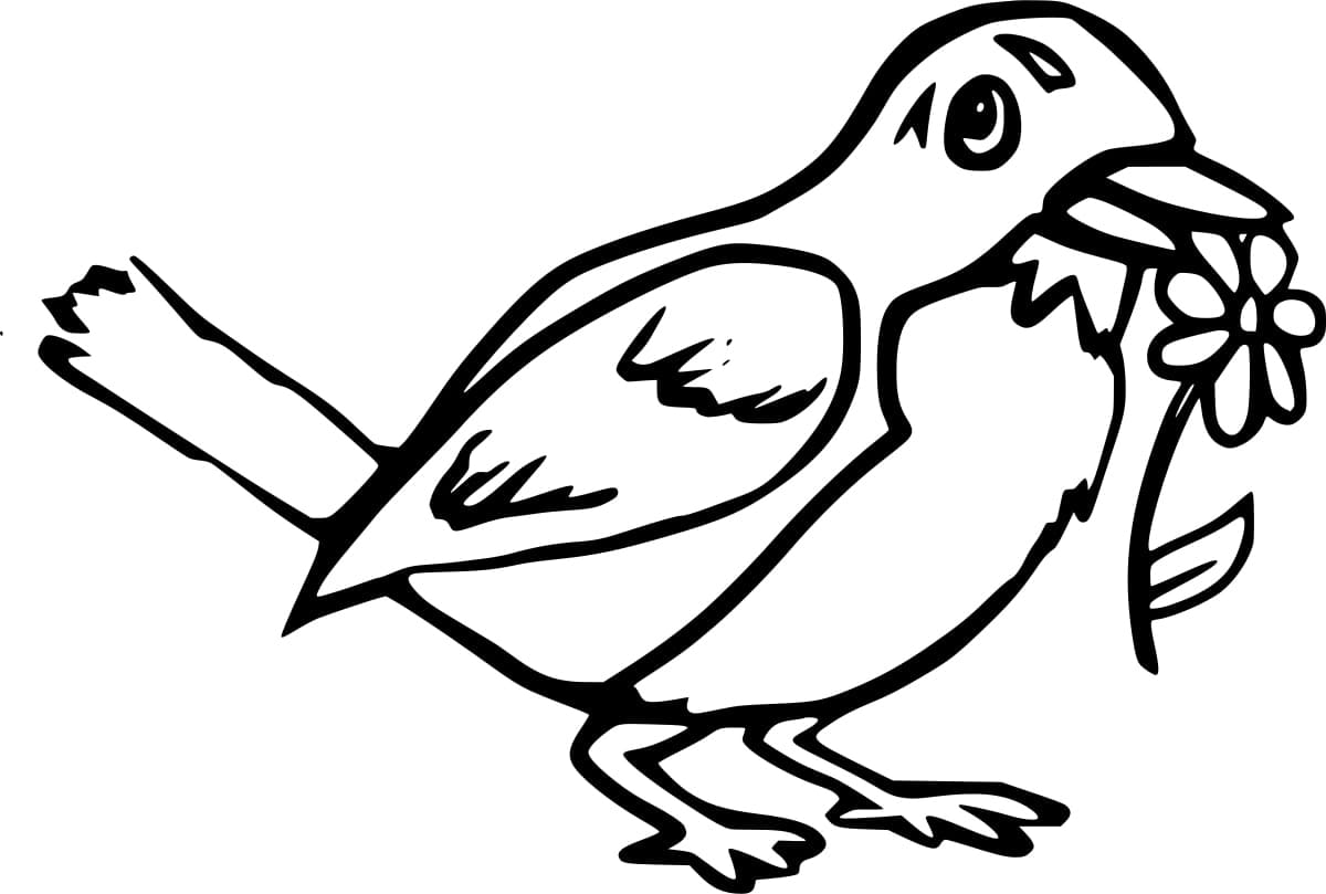 Robin bird coloring pages