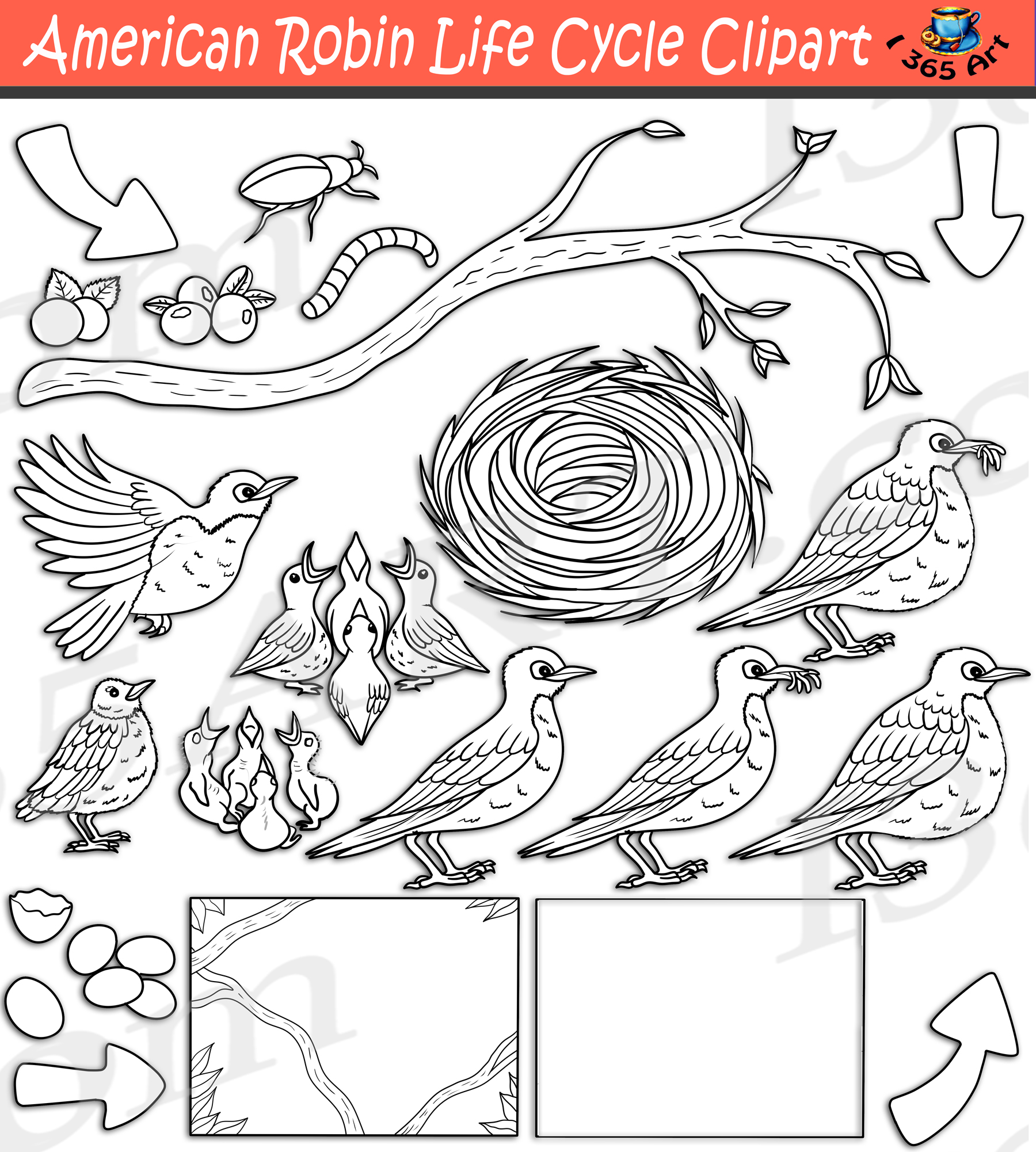 American robin life cycle clipart set download