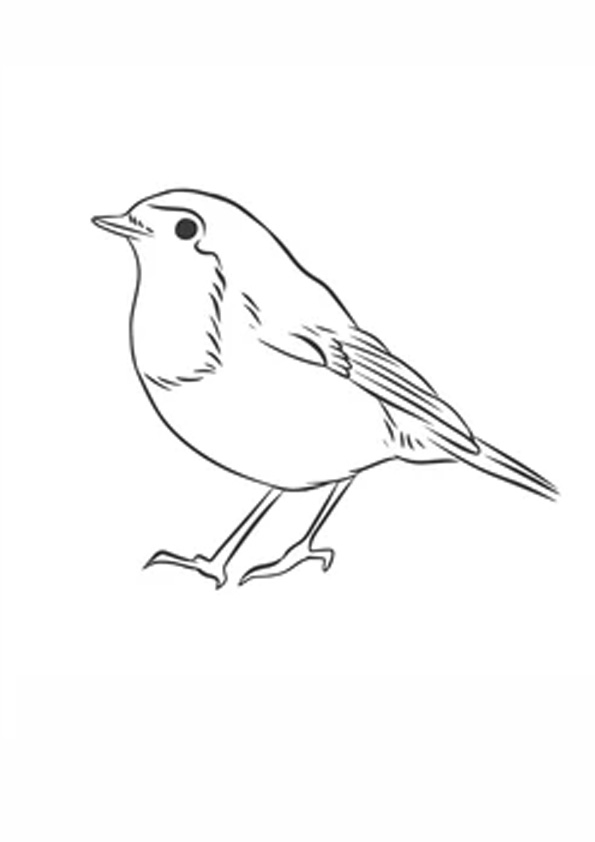 Coloring pages free robin coloring pages for kids