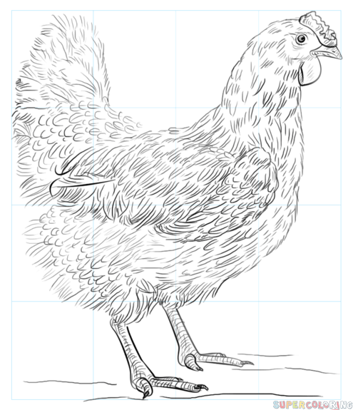 How to draw a chicken step by step drawing tutorials