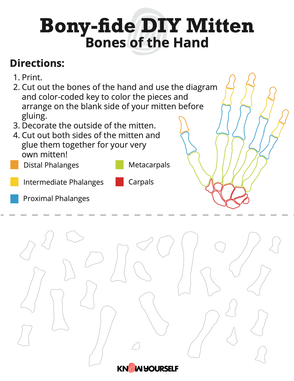Bones of the hand mitten activity
