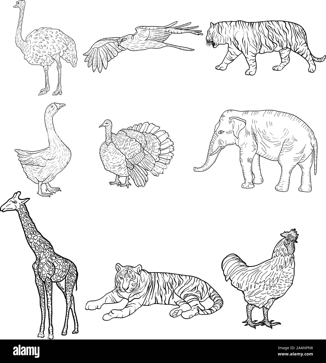 Rooster sketch cut out stock images pictures