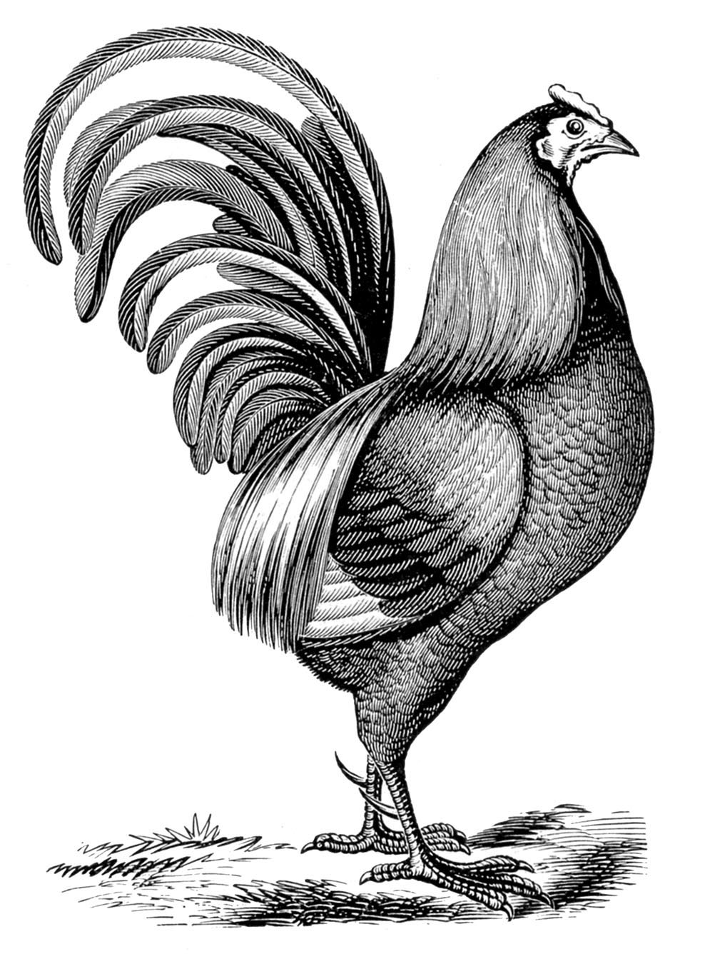 Rooster images