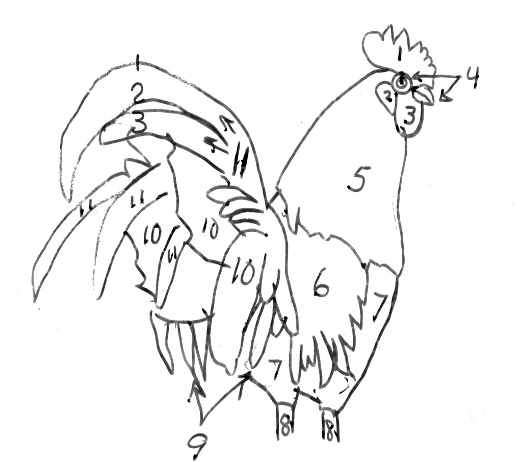 How to draw and paint a rooster