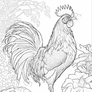 Chicken coloring