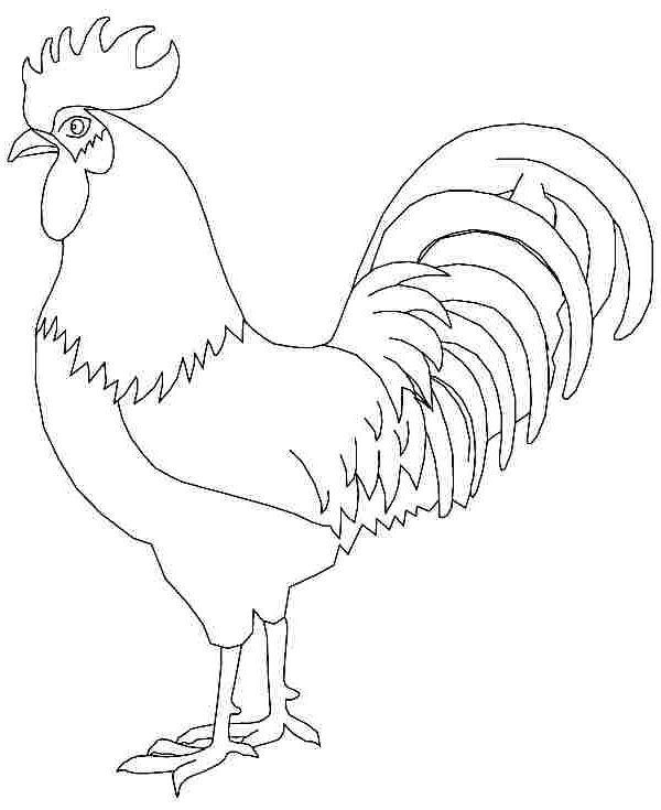 Rooster coloring page